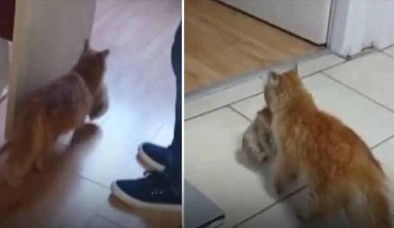 Kedi, ağzında taşıdığı hasta yavrularını veterinere getirdi