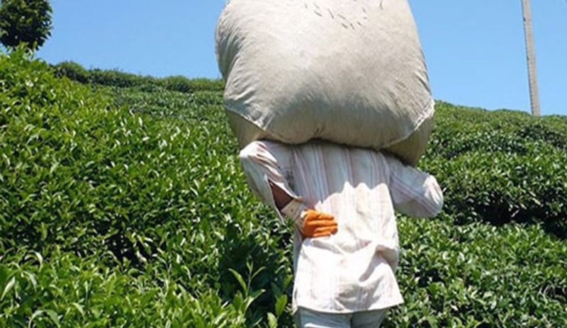 Çay işçisi göçü başladı, uzmanlar uyardı: Bölge için risk
