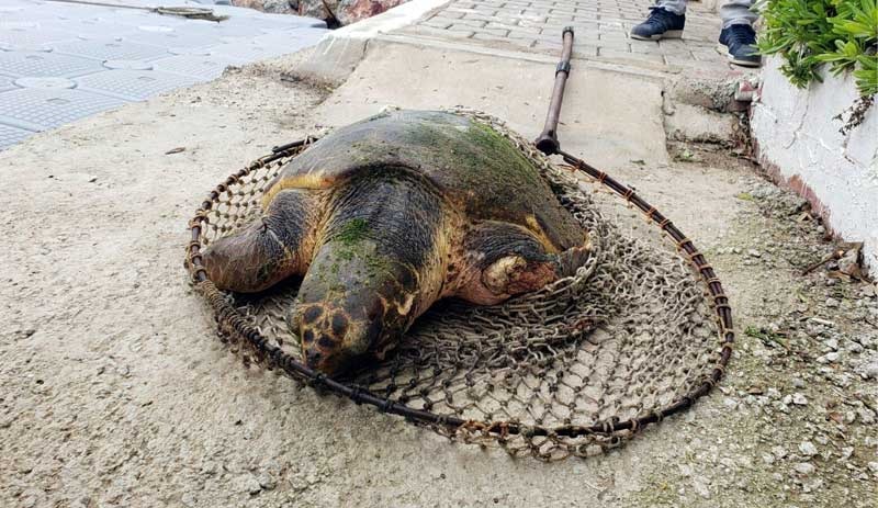 Ateşli silahla vurulan caretta caretta tedavi altına alındı