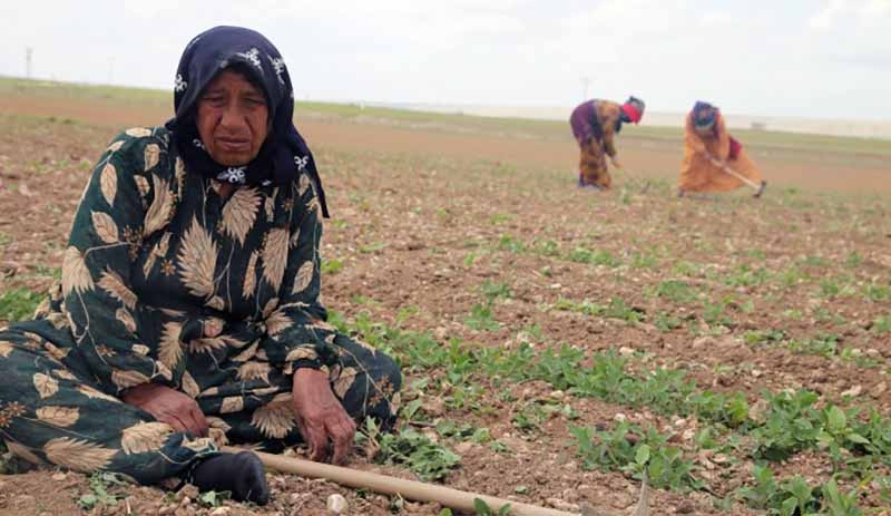 Urfalı tarım işçileri 'batıya hizmetçi' kitle olarak görülüyor