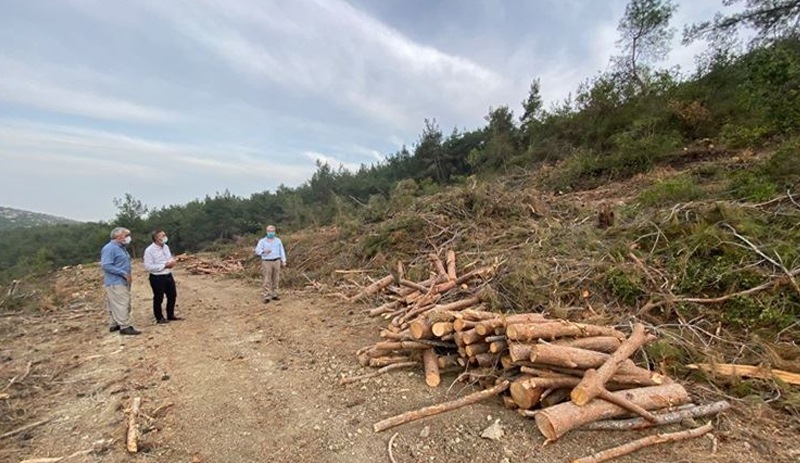 Orman Genel Müdürlüğü 500 dönümlük alanda ağaç kesmeye başladı