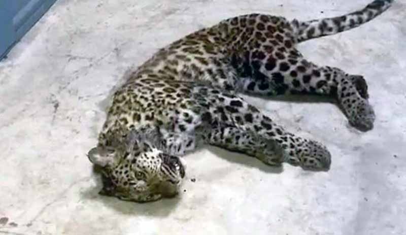 Çin’de safari parkından 3 leopar kaçtı