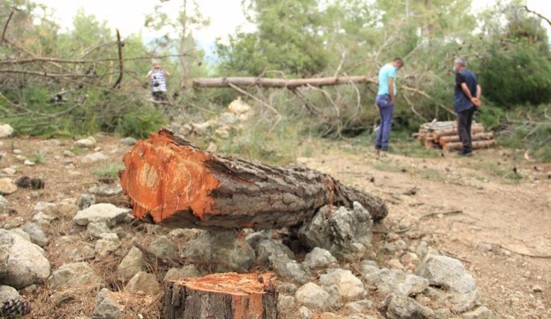 Heyelan riski olan bölgede ağaç katliamı: İkizdere’de ne oluyorsa aynısı burada oluyor