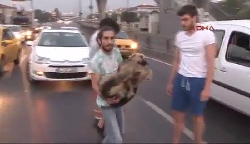 Yaralı köpeğe yardım eli