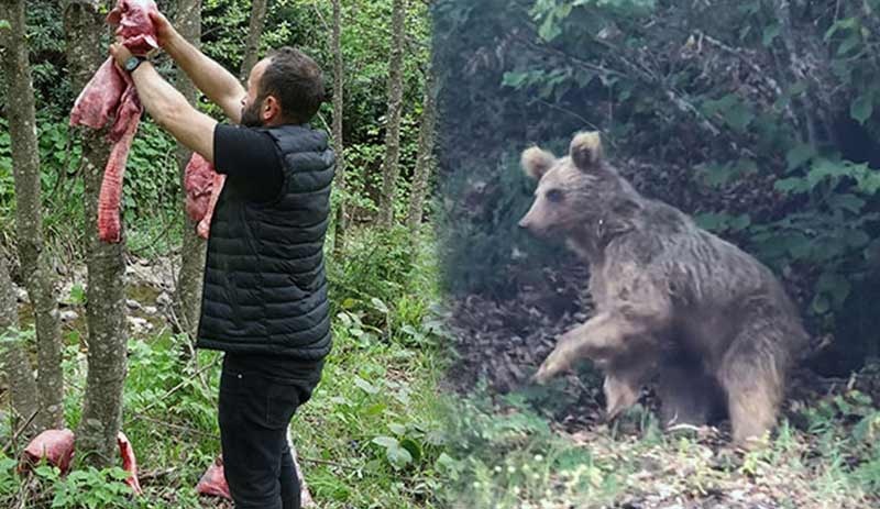 'Ayılar köylere inmesin’ diye ormana ‘sakatat’ bırakıyorlar: Doyanlar bölgelerinde kalıyor