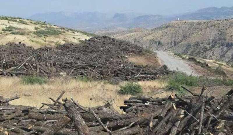 'Cudi'de binlerce ağacı kesen şirketin sahibi AKP'li vekilin babası'