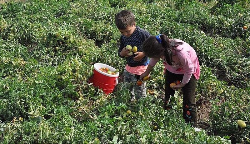 Milli Eğitim Bakanlığı Meclis'te açıkladı: Türkiye'de 720 bin çocuk çalıştırılıyor