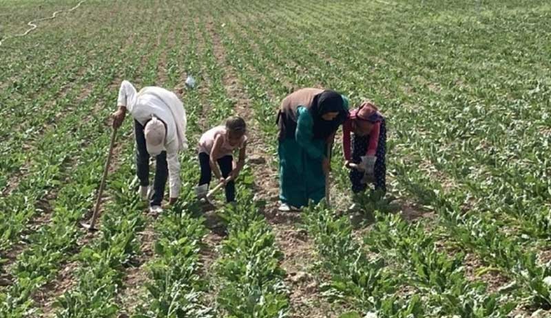 Genelge var uygulayan yok: Tarım işçileri 5 kilometreden su taşıyor