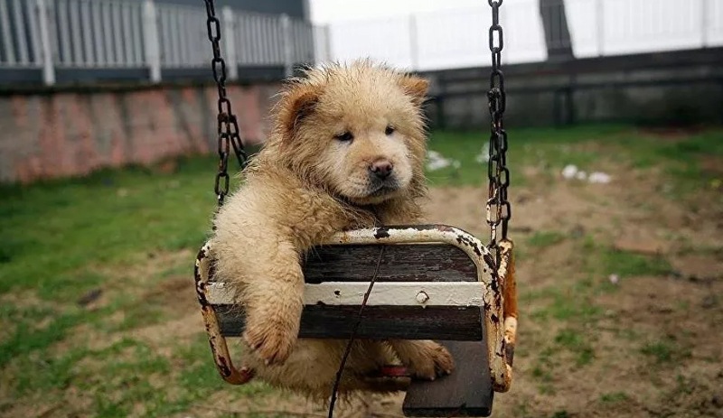 Pandemide sahiplenilen her beş köpekten biri terk edilme riskiyle karşı karşıya