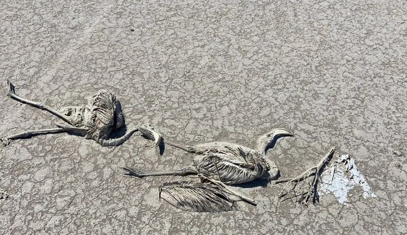 Konya Valiliği'nden Tuz Gölü'ndeki flamingo ölümlerine inceleme