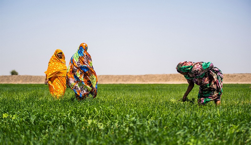 Sudan'da toprak kiralamanın sekiz yıllık hikayesi