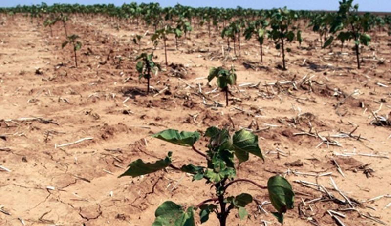 İklim uyarısı: Tarımsal üretim azalacak, gıda fiyatları artacak
