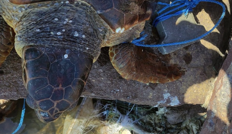 Caretta carettaya parke taşı bağlayıp denize atmışlar