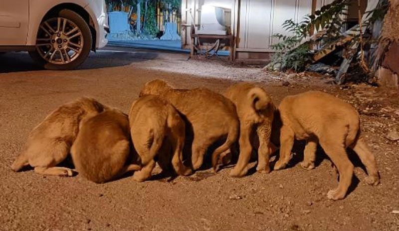 Dersim'de 6 yavru köpeği torbaya koyup, nehir kenarına attılar