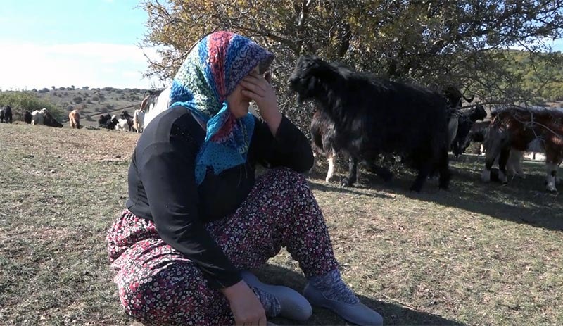 Kurt saldırısında 60 keçisi öldü: 'Daha borçlarını verememiştik'