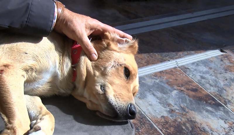 Esnafın beslediği 'Sarı' isimli köpek iki kişinin bıçaklı saldırısına uğradı