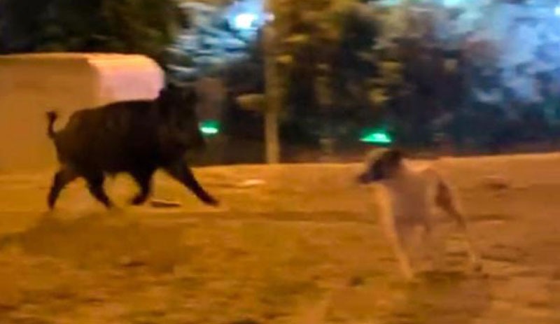 Mahalleye inen yaban domuzu, köpekleri kovaladı