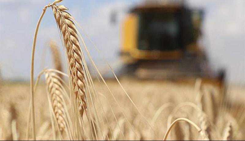 Türkiye buğday ithalatında dünyada ilk sıraya yerleşti