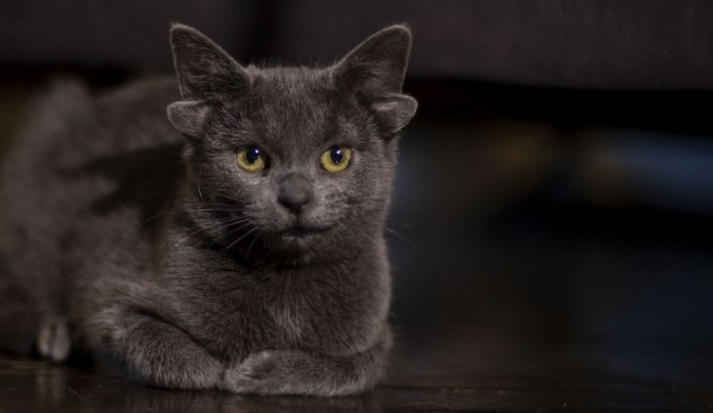 Dört kulaklı kedi Midas, sosyal medya fenomeni oldu