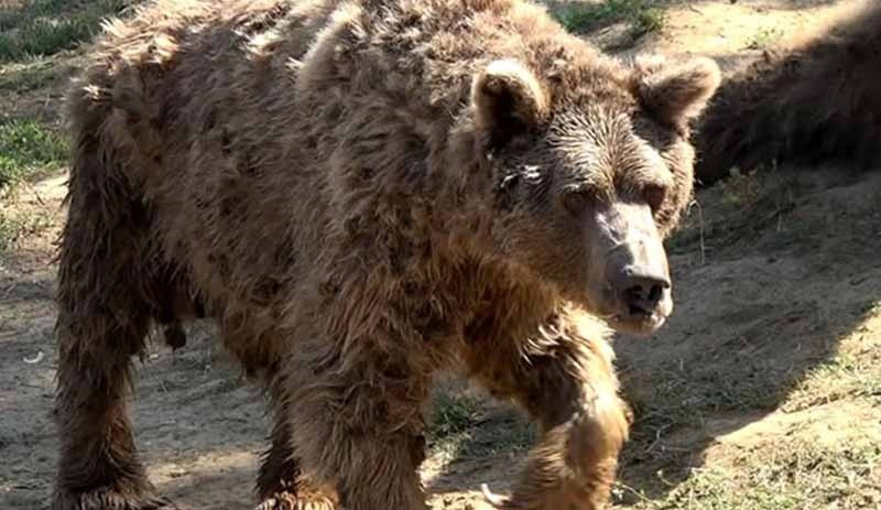 'Ayılara Özgürlük Projesi' kapsamında kurtarılan son ayı 'Brütüs' de yaşamını yitirdi