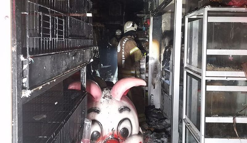 İstanbul'da pet shopta yangın: Çok sayıda hayvan can verdi