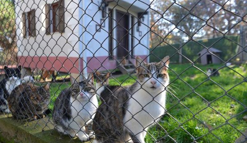 80 engelli kedi iki villada yaşıyor