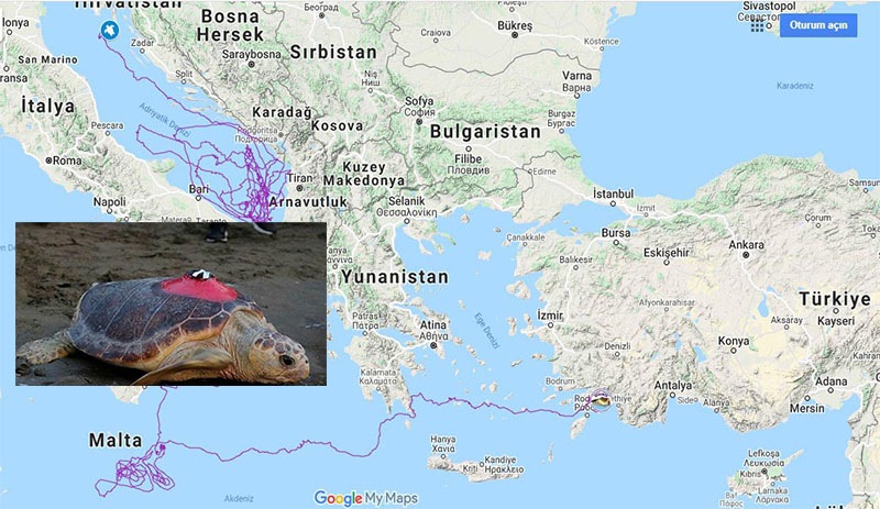 Caretta Tuba 15 bin kilometre yol gitti, 6 milyon kişi izledi