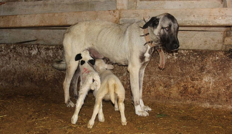 Kangal çoban köpeği, yenidoğan kuzuyu yavrularıyla beraber emziriyor