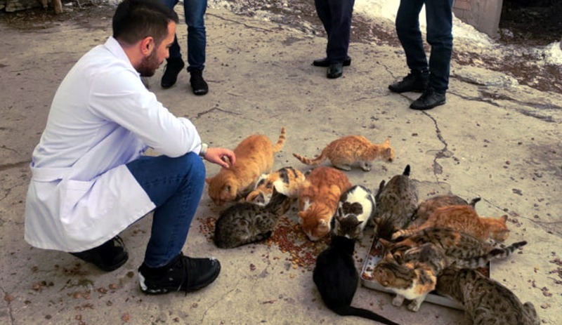 Kimsenin kalmadığı köyde, kedilerin ölmemesi için mücadele ediyor