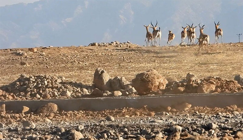 120 yaban hayvanı doğaya bırakıldı