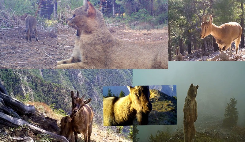 Fotokapanlara yansıyan yaban hayatı: Karakulak, tilki, saz kedisi…