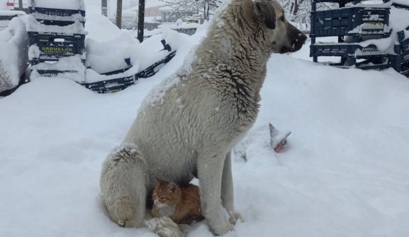 Dersim'de üşüyen kedi köpeğe sığındı