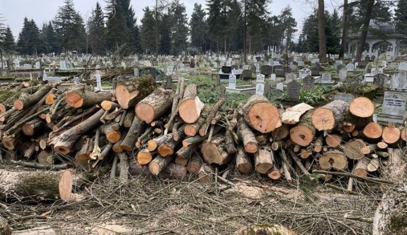 Düzce Şehir Mezarlığı'ndaki ağaçların katledilmesi hakkında suç duyurusu
