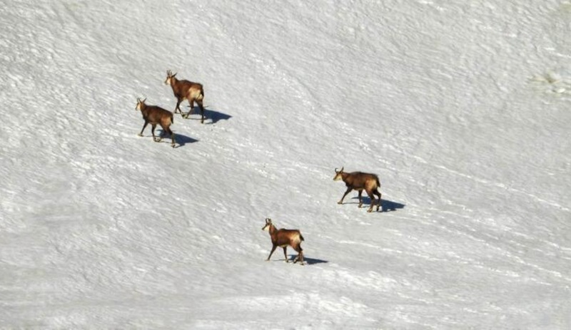 Dünyada en nadir görülen dağ keçisi türü 'şamua'lar, Dersim’de görüntülendi