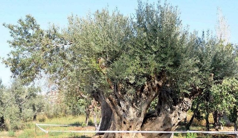 Doğa bilimci Prof. Kantarcı: Zeytin ağaçları köklerinden koparılıp taşınırsa ölür