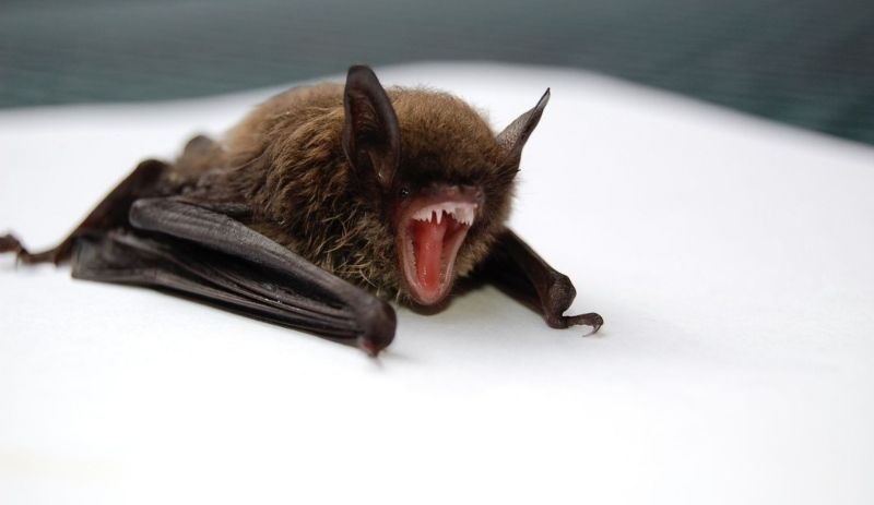 Vampir yarasaların sadece kanla beslenerek nasıl hayatta kaldıkları keşfedildi