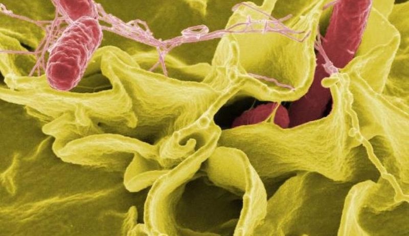 WHO (Dünya Sağlık Örgütü): 11 ülkeden 151 Salmonella vakası bildirildi