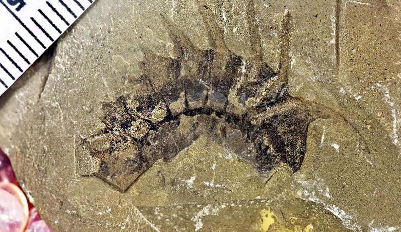 Dünya tarihini aydınlatacak buluş: 504 milyon yıllık fosil bulundu