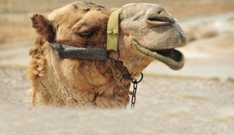 'Şifa' umulan deve idrarı internette 200 liradan satışa çıkarıldı