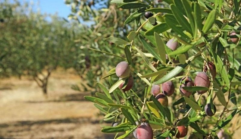 Zeytinlikleri madenciliğe açan yönetmelik iptal edildi