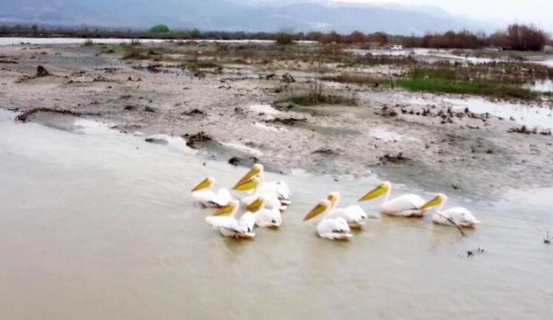 Afrika'dan göç eden pelikanlar Erzincan'da mola verdi