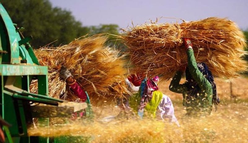 Hindistan buğday ihracatını yasakladı