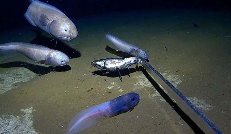 Okyanusun 6,5 kilometre derininde iki yeni balık türü keşfedildi