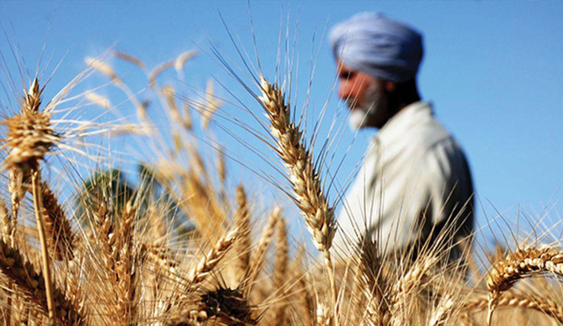 Hindistan'ın ihracat yasağı sonrası Buğday fiyatları arttı
