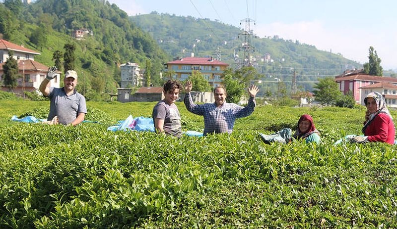 Rize'de 'çay göçü': Kentin nüfusu 4'e katlandı