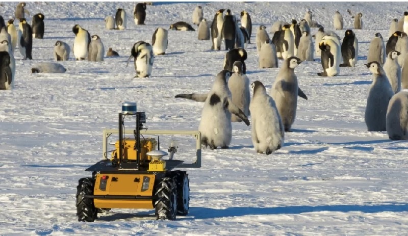 Antarktika'da bir metrelik robot, 20 bin pengueni takip ediyor: Otomatik olarak veri alıyor