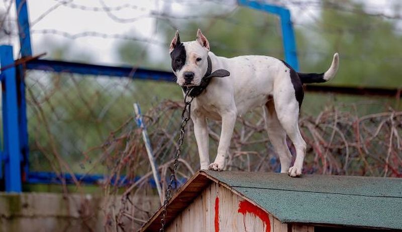 Danıştay, Dogo Argentino'yu 'tehlike arz eden hayvan' listesinden çıkarmadı