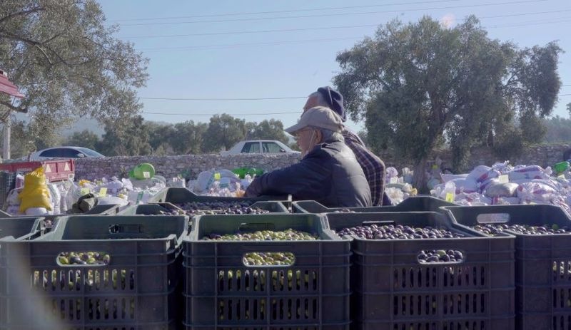 Milas’ta zeytin ağacının hikayesi belgesel oldu