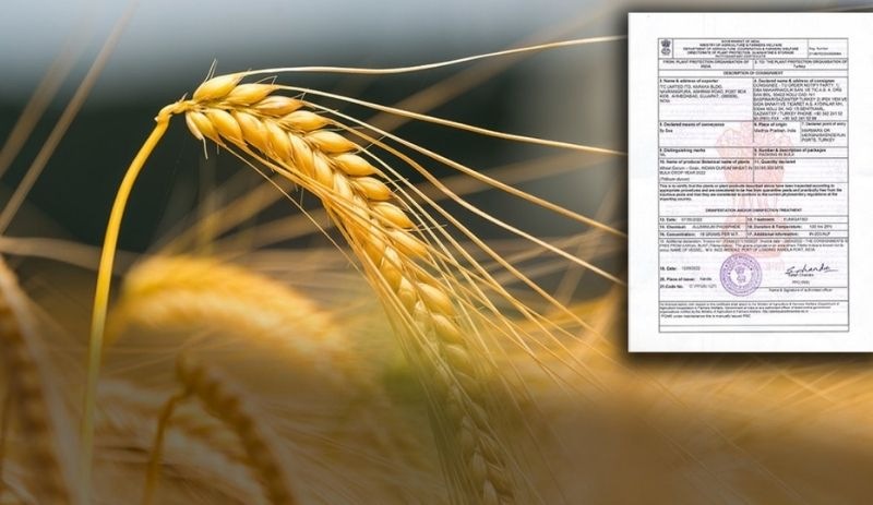 İnkar edilen buğday ithalatının belgeleri paylaşıldı: Hastalık çıkınca ülkeye sokulmamış