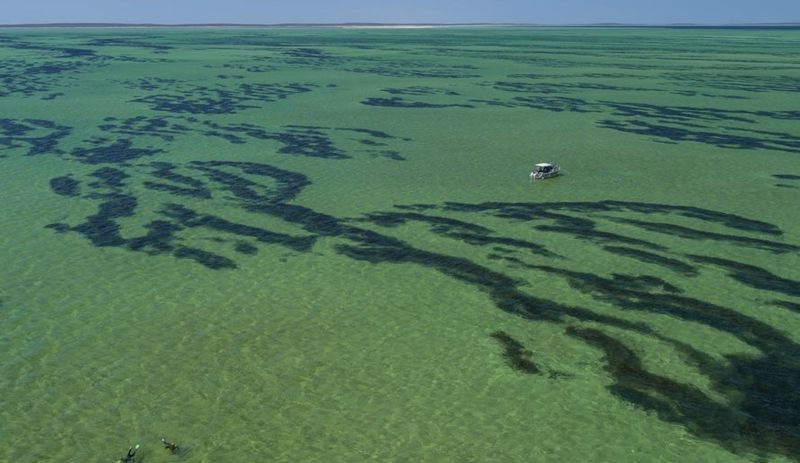 Dünyanın en büyük bitkisi keşfedildi: 180 km uzunluğunda deniz otu
